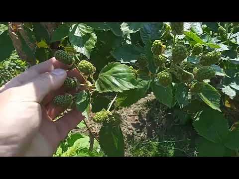 Видео: Малина 2 июня