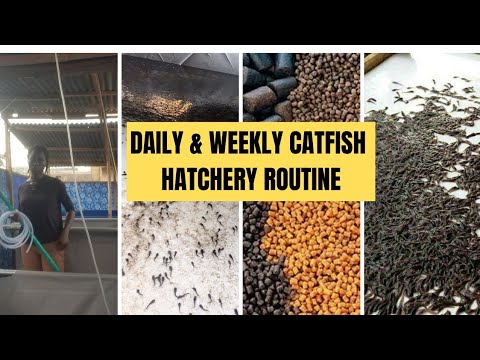 Видео: ЕЖЕДНЕВНАЯ И ЕЖЕНЕДЕЛЬНАЯ РАБОТА НА ИНТЕГРАЛЬНОМ ЗАВОДЕ ПО РАЗВЕДЕНИЮ СОМОВ | #catfishfarming #th...