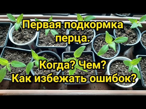 Видео: Первая подкормка рассады перца (выращивается способом перевалки)