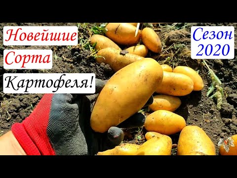 Видео: Новейшие сорта картофеля