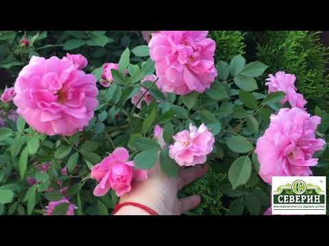 Видео: Прогулка по саду  Канадские розы  Часть 1