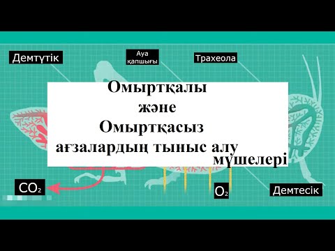 Видео: Тыныс алу жүйесі (Адамның, жәндіктердің, балықтың тыныс алуы)