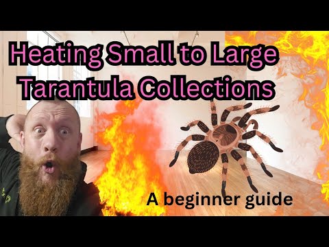 Видео: Как обогреть большую или маленькую коллекцию тарантулов