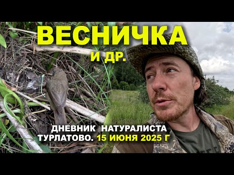 Видео: Птицы Турлатова. Дневник 15 июня 2025 г.