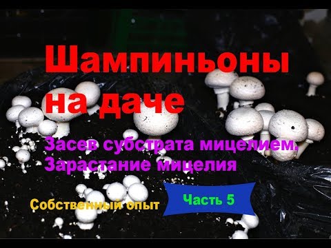 Видео: Шампиньоны на даче. Часть 5. Засев компоста мицелием. Зарастание мицелия