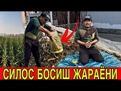 Видео: СИЛОС🌽БОСИШ🔥ЖАРАЁН🚜ВА КАНДЕ ХАТОЛИКЛАР КИЛМАСЛИК КЕРАК
