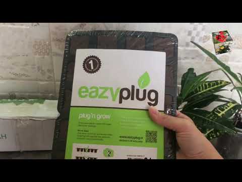 Видео: КРОТОНЫ Gold Moon ПОСЛЕ БОРЬБЫ С КЛЕЩОМ. Редкий сорт кротона Rex в коллекцию.