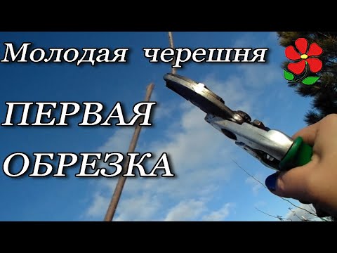 Видео: Молодая черешня - первая обрезка.