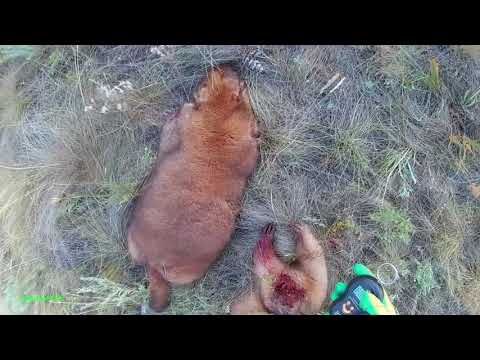 Видео: Охота на сурка: рыжие братки.