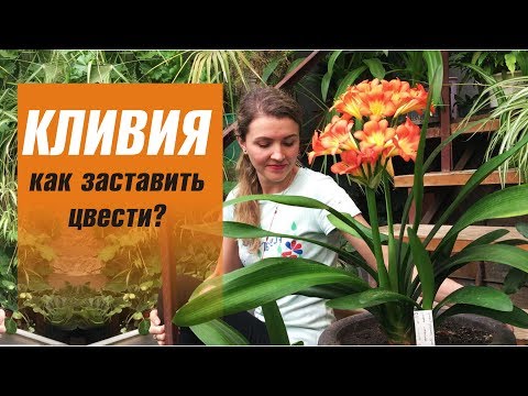 Видео: КЛИВИЯ уход в домашних условиях 🌸 КАК ЗАСТАВИТЬ ЦВЕСТИ КЛИВИЮ