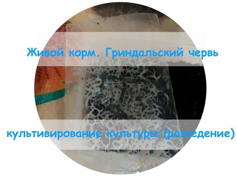Видео: Живой корм  Гриндальский червь культивирование культуры разведение