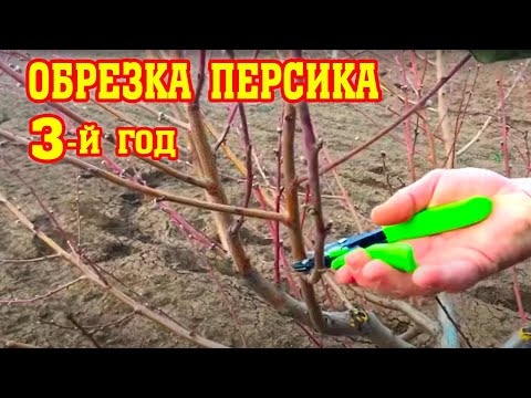 Видео: Правильная обрезка персика / 3-й год после посадки / опытный участок / proper peach pruning