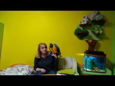 Видео: Воспитание большого попугая: дополнение / как отучить кусаться попугая: содержание большого попугая