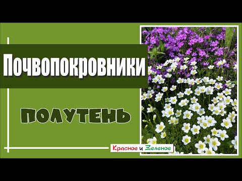 Видео: Лучшие почвопокровные растения для полутени. Садовые сокровища.