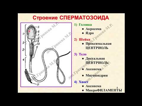 Видео: Гистология 5.Эмбриология человека
