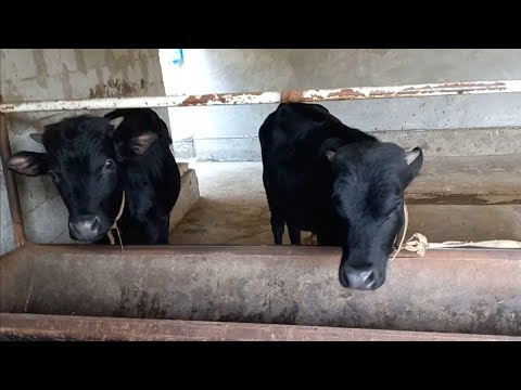 Видео: Молга олтингугурт бериш