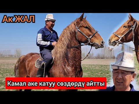 Видео: Камал аке катуу айтты го 😱КЕЛИШКЕН АК ЖАЛ ЭФИРДЕ🇰🇬17 марта 2023 г.