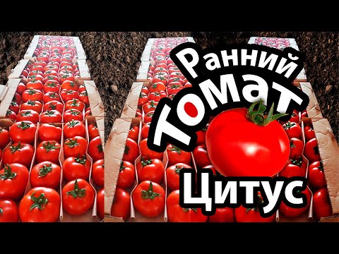 Видео: Томат Цитус. Очень ранний и урожайный!