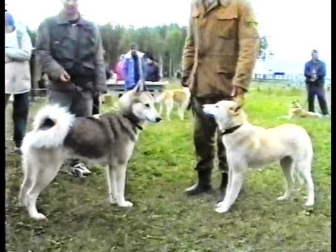 Видео: Часть 6 заключительная ЛПП ЛЗС Туман 1898/97 Вагенлейтнера В.А. Чемпионы Дубок и Волья Удм.питомник.