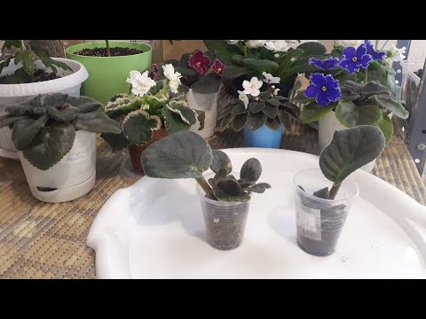 Видео: Как рассадить детки Фиалки? Детки быстро в любое время года!