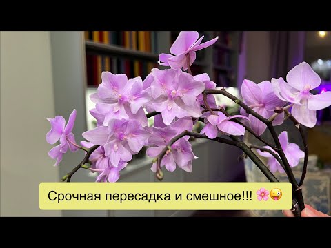 Видео: Срезаю цветоносы и вперёд! Восстановление орхидей!🌸😈💪🏻