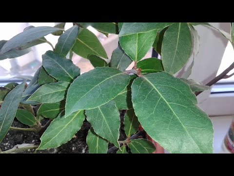 Видео: Теперь укореняю лавровые веточки только так! Как вырастить лавр (лавровое дерево) на подоконнике