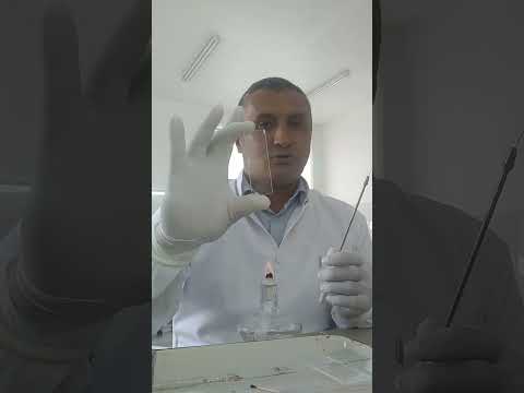 Видео: Этапы приготовления мазка препарата для бактериоскопии. Часть 1.