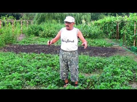 Видео: Рассада клубники в стаканчиках готова!  Что делать после ее "срезки"?