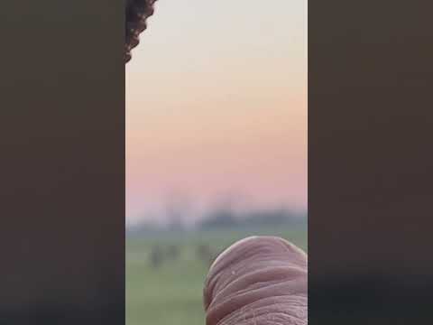 Видео: Охота 04.23 посадили двух гусей