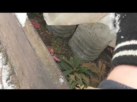 Видео: Череночник - укрытие на зиму.