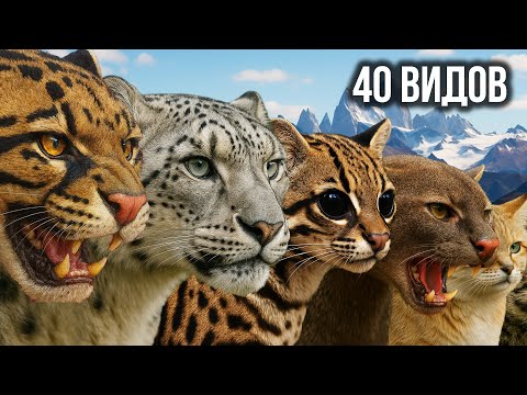 Видео: ВСЕ дикие кошки в мире — 40 видов