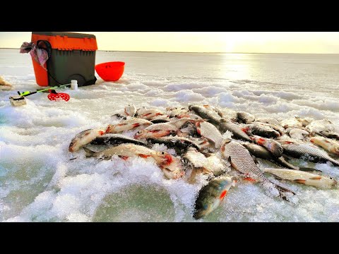 Видео: Последний лёд .Трещины .Плотва . Густера. Окунь . Ладога . Креницы .