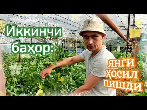 Видео: Иккинчи баҳор: қайта тикланган палак