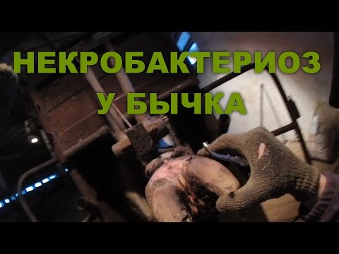 Видео: Лечим НЕКРОБАКТЕРИОЗ у бычка.