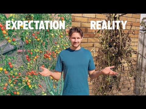 Видео: Я пытался вырастить годовой запас помидоров у себя на заднем дворе