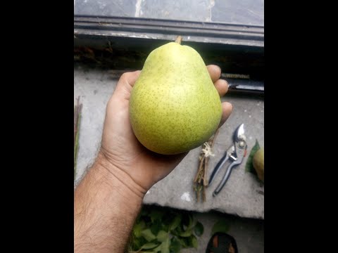 Видео: КАК ОБРЕЗАТЬ ГРУШУ С ЦЕНТРАЛЬНЫМ ПРОВОДНИКОМ И КАК ОБРЕЗАТЬ ЧАШЕЙ.