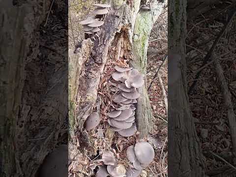 Видео: Моє тихе полювання.