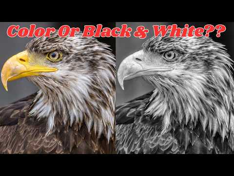 Видео: Почему черно-белые фотографии дикой природы работают (и почему нет)!!