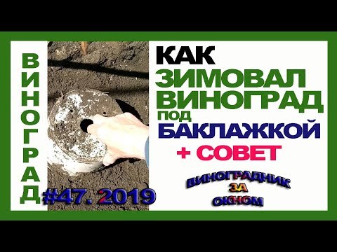 Видео: 🍇 ИНТЕРЕСНО. Зимовка  винограда под БАКЛАЖКОЙ. ОБЯЗАТЕЛЬНО. Совет позднего открытия винограда.