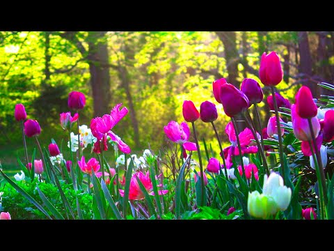 Видео: Yспокаивающая музыка для нервов 🌿 лечебная музыка для сердца и сосудов, релакс, музыка для души #66