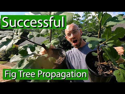 Видео: Три метода успешного укоренения инжира