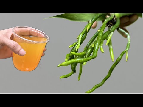 Видео: Эта волшебная вода мгновенно оживляет все гнилые орхидеи и очень легко