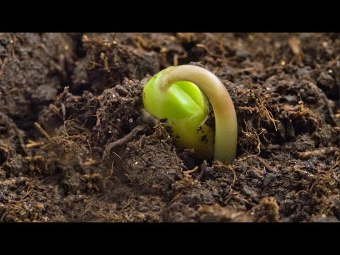 Видео: Как сделать лучший грунт для рассады