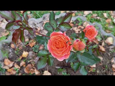 Видео: 14 октября 2025 г.