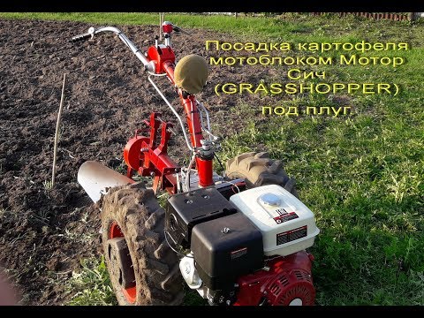 Видео: Посадка картофеля мотоблоком Мотор Сич(GROSSHOPPER), под плуг.