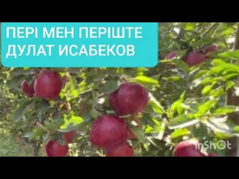 Видео: ПЕРІ МЕН ПЕРІШТЕ 4-ші бөлім | ДУЛАТ ИСАБЕКОВ | ПОВЕСТЬ