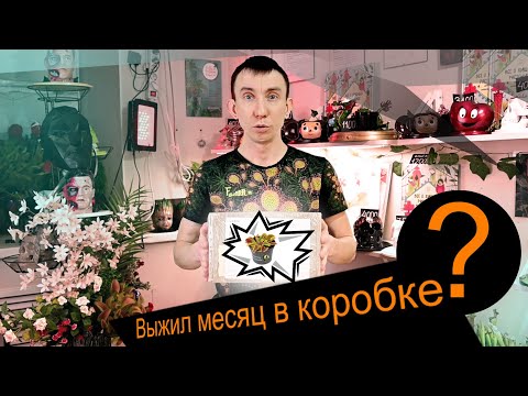 Видео: Выжил месяц в коробке
