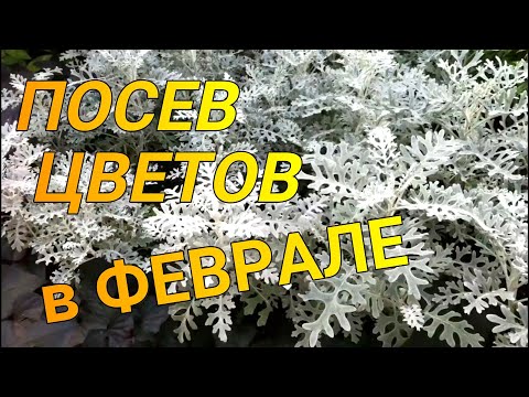 Видео: ЧТО ПОСЕЯТЬ В ФЕВРАЛЕ НА РАССАДУ, ЦВЕТЫ. ОВОЩИ.