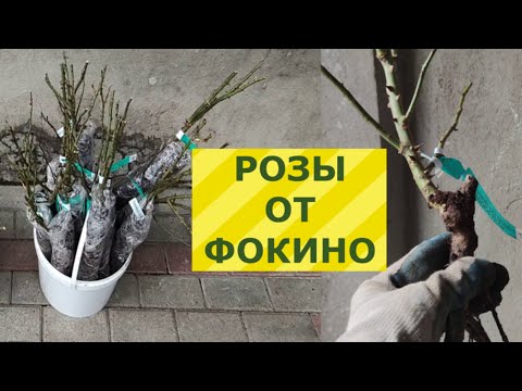 Видео: Розы от Фокино.