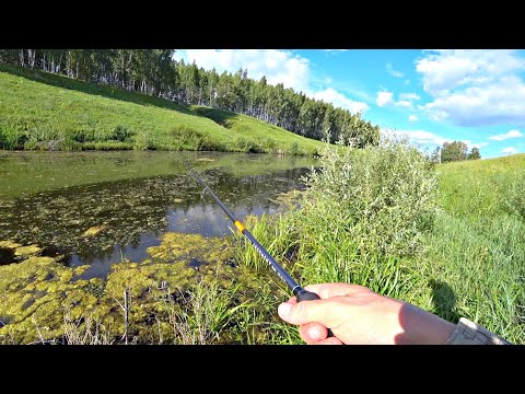 Видео: ЛОВЛЯ ЩУКИ В ЗАРОСШЕМ ПРУДИКЕ! Рыбалка на поппер и блесну.